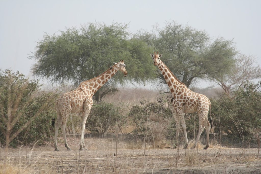 Safari & Wildlife