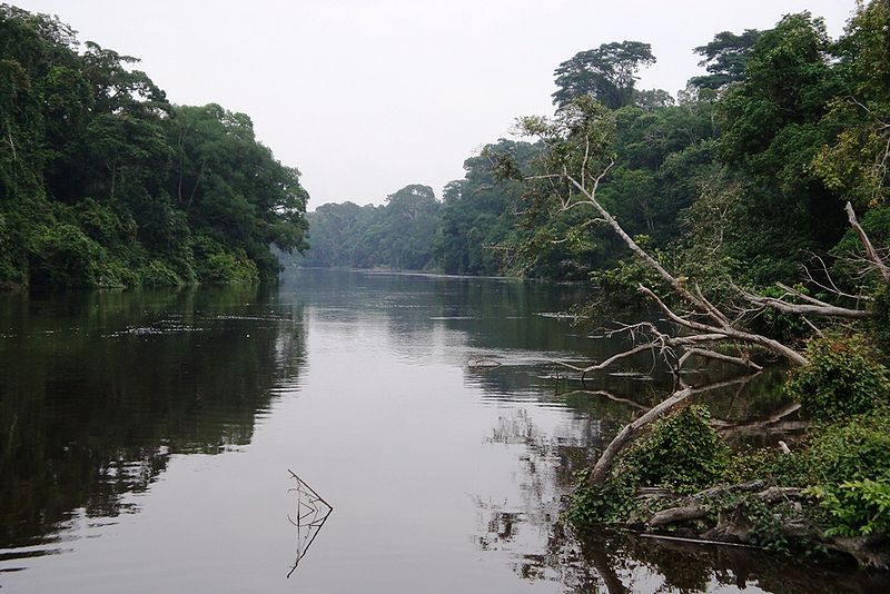 Dja Faunal Reserve